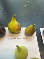 IMG_1938.jpeg