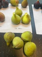 IMG_1939.jpeg