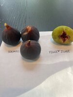 IMG_1940.jpeg