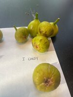 IMG_1941.jpeg