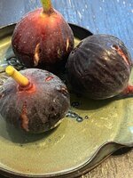 IMG_1957.jpeg