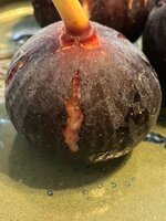 IMG_1958.jpeg