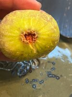 IMG_1944.jpeg