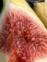 IMG_1949.jpeg