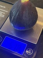 IMG_1977.jpeg