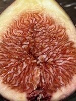 IMG_1979.jpeg