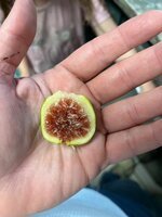 IMG_4435.jpeg