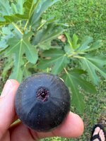 IMG_0533.jpeg
