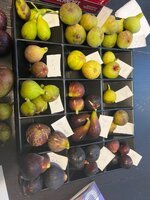IMG_2058.jpeg