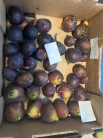 IMG_2056.jpeg