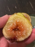 IMG_2076.jpeg