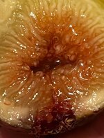 IMG_2077.jpeg
