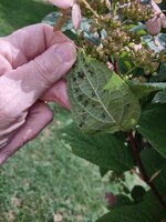 IMG_20250818_134053974.jpg IMG_20250818_134053974.jpg