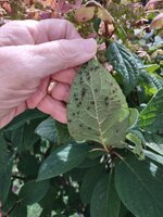 IMG_20250818_134012461.jpg IMG_20250818_134012461.jpg