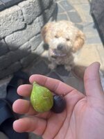 IMG_4323.jpeg