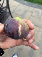 IMG_4331.jpeg