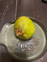 IMG_2186.jpeg