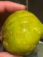 IMG_2188.jpeg