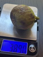 IMG_2217.jpeg
