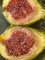 IMG_2219.jpeg