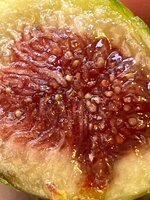 IMG_2220.jpeg