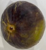 IMG_3343.jpeg