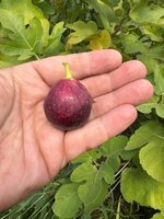 IMG_8997.jpeg