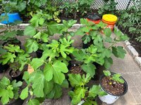 IMG_4009.jpeg