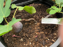 Kuromitsu Fig.png