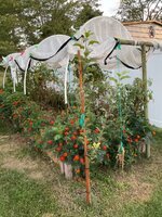 IMG_2634.jpeg