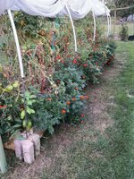 IMG_2635.jpeg