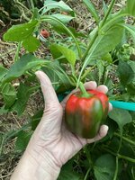 IMG_2636.jpeg