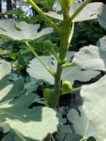 IMG_1777.jpeg
