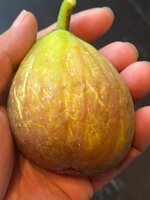 IMG_2319.jpeg