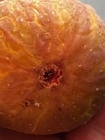 IMG_2320.jpeg