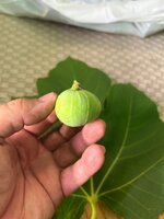 IMG_4457.jpeg