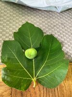 IMG_4456.jpeg