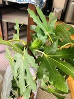 IMG_4455.jpeg