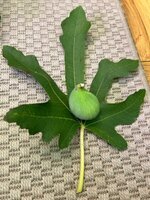 IMG_4454.jpeg