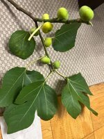 IMG_4452.jpeg