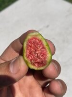 IMG_4517.jpeg