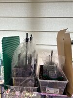 IMG_3249.jpeg