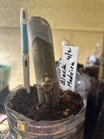 IMG_3241.jpeg