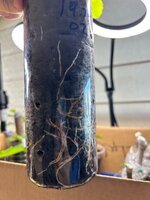 IMG_3387.jpeg