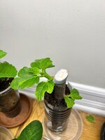 IMG_3470.jpeg