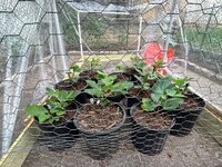 IMG_3707.jpeg