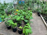IMG_4008.jpeg