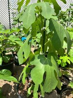 IMG_4012.jpeg