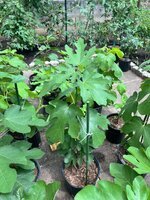IMG_4015.jpeg