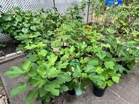 IMG_4151.jpeg